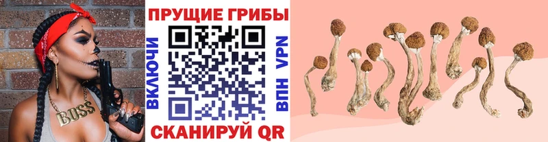 Псилоцибиновые грибы Psilocybine cubensis  Сергач 